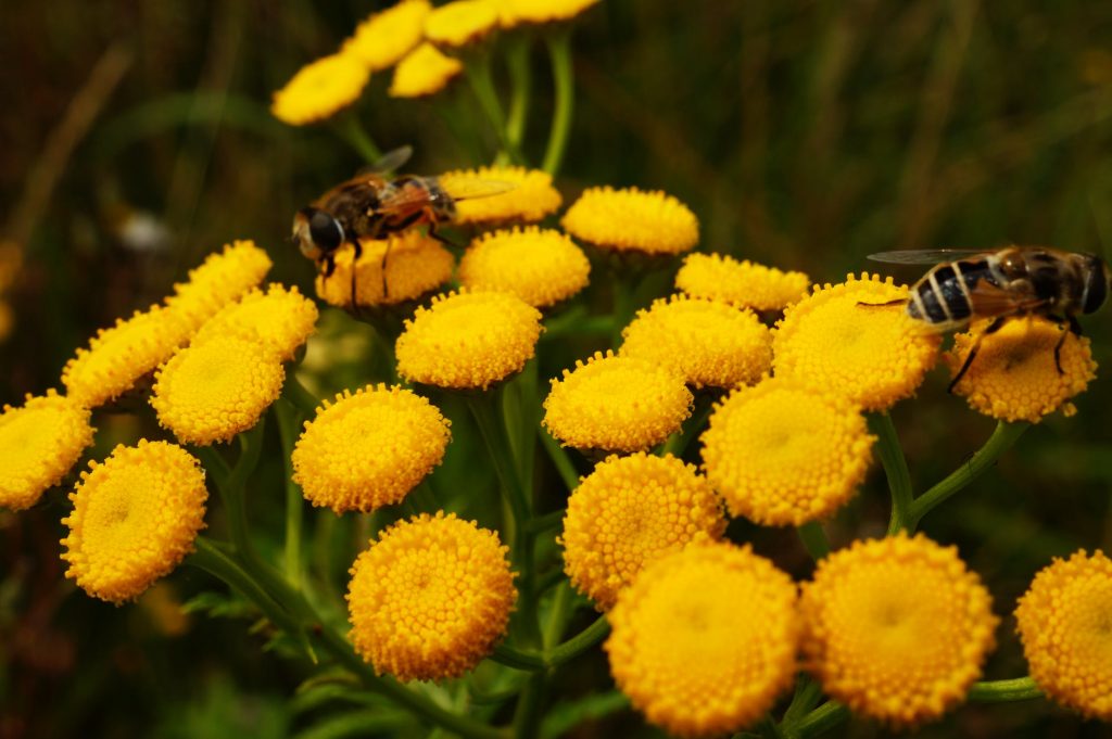 yellow flowers with bees
